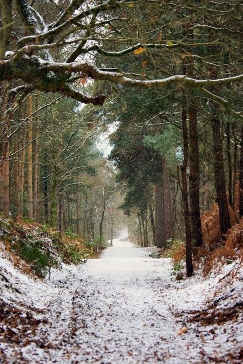 Tattoo Pieces, Christmas Boards, Winter Green, True Winter, Snowy Forest, Forest Path, Winter Woodland, Winter Nature, Deep Winter