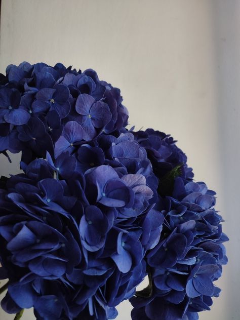 Dark Blue Flowers Aesthetic, Navy Hydrangea, Dark Purple Hydrangea, Dark Blue Hydrangea, Blue Hortensia, Dark Blue Flowers, Navy Blue Flowers, Hydrangea Purple, Beautiful Bouquet Of Flowers