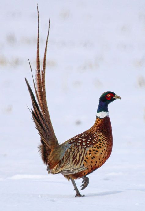 Ring Neck Pheasant, Pheasant Pictures, Pheasant Photography, Pheasant Artwork, Pheasant Art, Ringneck Pheasant, Ring Necked Pheasant, Taxidermy Decor, Bird Watercolor Paintings