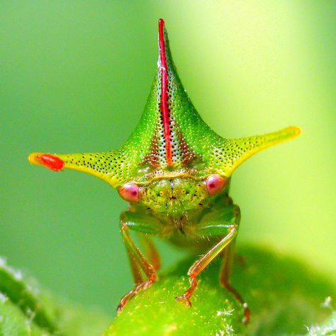 Treehopper with red Mite, Alchisme sp., Membracidae, via Flickr. Tree Hopper, South American Rainforest, Weird Insects, Cool Insects, Cool Bugs, Animal References, Beautiful Bugs, Creepy Crawlies, Arthropods