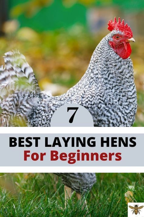 Americauna Chickens, Best Laying Hens, Chickens For Beginners, Homesteading Hacks, Pet Care Printables, Best Laying Chickens, Egg Laying Hens, Laying Chickens, Vintage Embroidery Patterns