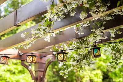 Climbers For Shade, Evergreen Climbers, Trachelospermum Jasminoides, Climbing Hydrangea, Growing Vines, Hedera Helix, Backyard Shade, Shade Umbrellas, Victorian Garden