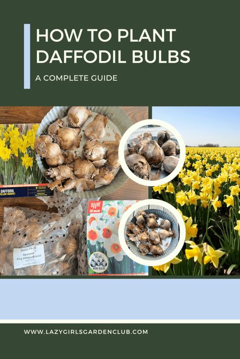 Planting Daffodil Bulbs, Gardening Printables, Gardening Indoors, One And Done, Fall Bulbs, Daffodil Bulbs, Spring Flowering Bulbs, Flower Bulbs, Christmas Guide