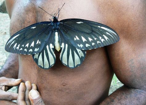 Alexandra Of Denmark, Big Butterfly, Queen Alexandra, Oil Industry, Largest Butterfly, New Guinea, Endangered Species, South Pacific, Papua New Guinea