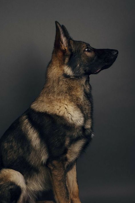 German Shepherd Photography, Shepard Dog, Sable German Shepherd, German Sheperd Dogs, Belgian Malinois Dog, Malinois Dog, Dog German, Black German Shepherd, Pretty Dogs