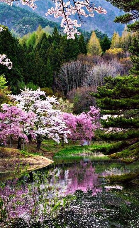 A natureza é perfeita, porque Deus!! O fez. Spring In Japan, Trees And Flowers, Landscape Trees, Alam Yang Indah, Beautiful Tree, Nature Scenes, Landscape Photos, Flowers Photography, Amazing Nature