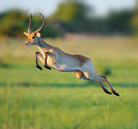 Springbok Tattoo, Springbok Animal, Deer Jumping, Bespoke Chair, Deer Photos, Art Of Photography, Trail Camera, Fantasy Creature, Animal Study