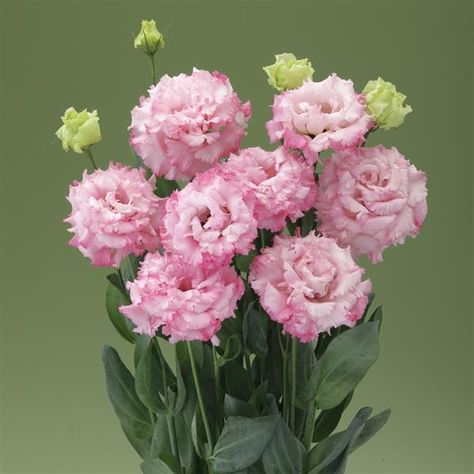 Flower Variety, Nice Flowers, Flower Farmer, Deep Pink, Flower Seeds, Cut Flowers, Amazing Flowers, Floral Arrangements, To Grow