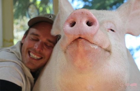 Man Writes Sweetest Letter To The Pig Who Changed His Life Carrie Underwood Diet, People Hugging, Queen Esther, Great Life, Cute Animal Videos, Carrie Underwood, Man In Love, Drawing Reference Poses, Animal Gifs