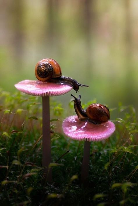 Mushroom Pictures, Image Nature, Beautiful Bugs, Mushroom Art, A Poem, 귀여운 동물, Art Reference Photos, Goa, Beautiful Creatures