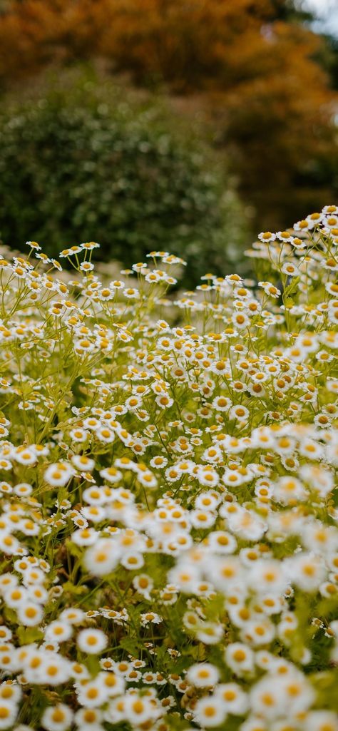 Countryside Wallpaper Iphone, Chamomile Flowers Aesthetic, Countryside Wallpaper, Good Morning Posters, Nothing But Flowers, Wallpaper Nature Flowers, Cute Wallpaper Backgrounds, Background Pictures, Landscape Wallpaper