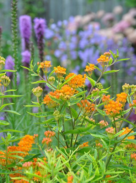 Small Flower Gardens, Lawn Alternatives, Asclepias Tuberosa, Native Plant Gardening, Seed Heads, Grandmas Garden, Purple Garden, Three Dogs, Orange Butterfly