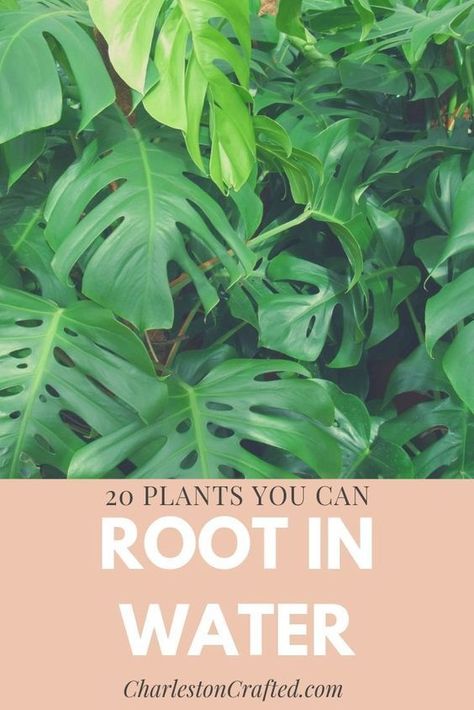 Charleston Crafted shares 20 plants that you can root in the water! Enjoy this great list of plants that you can grow from cuttings and water. Discover how easy it is to grow new plants by rooting them in water and find out the best plants to use! Grow From Cuttings, Plants Grown In Water, Easy House Plants, Indoor Water Garden, Growing Plants Indoors, Best Plants, Starter Plants, House Plants Decor, Free Plants