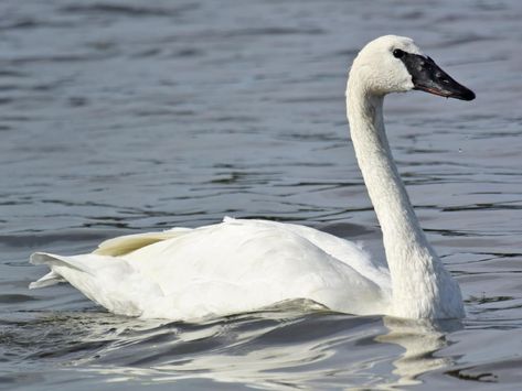 Tundra Swan, Snow Geese, Trumpeter Swan, Mute Swan, Snow Goose, White Highlights, Small Ponds, Trumpeter, Birds Flying