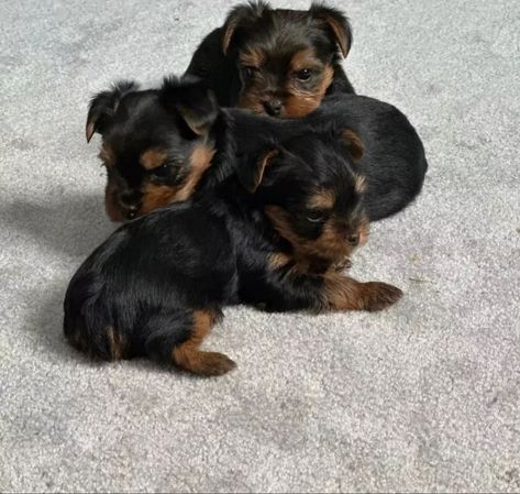 Baby Yorkies, Baby Yorkie, Biewer Yorkie, Puppy Fever, Teacup Yorkie Puppy, Yorkie Puppy For Sale, Dog Mommy, Yorkie Puppies, Really Cute Puppies