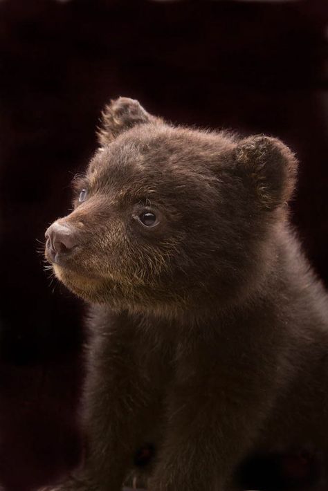 Cute baby bear is a temporary guest at an Oregon Zoo keeper's home - oregonlive.com Puppy Gates, Black Bear Cub, American Black Bear, Belgian Sheepdog, Zoo Keeper, Young Animal, Bear Cub, Labrador Puppy, Bear Cubs