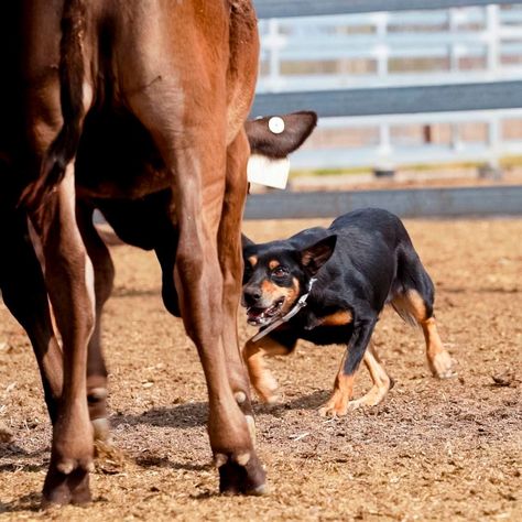 Watch ‘im 👀 #workingkelpie #workingdogs #kelpie Kelpie Aesthetic, Working Kelpie, Kelpie Dog, Australian Kelpie, Working Dog, Group 1, Working Dogs, Reference Photos, Art Reference Photos