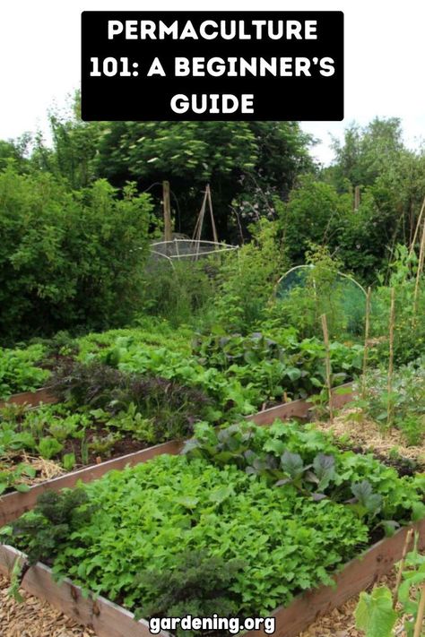 Curious about permaculture? This beginner's guide will walk you through the basics of sustainable living and ecological design principles. Start your journey today! Garden Basics, Permaculture Garden, Permaculture Principles, Ecology Design, Organic Pest Control, Permaculture Gardening, Permaculture Design, Gardening Techniques, Garden Journal