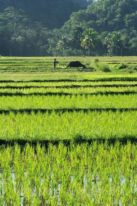 Philippines Country, Paddy Field, Bohol Philippines, Rice Paddy, Khmer Empire, Man Working, Rice Field, Ancient Village, Quezon City