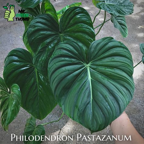 Philodendron Types, Philodendron Pastazanum, Philodendron Plowmanii, Wishlist Plants, Grow House, Amazing Plants, Plant Wishlist, Philodendron Plant, Mom Care