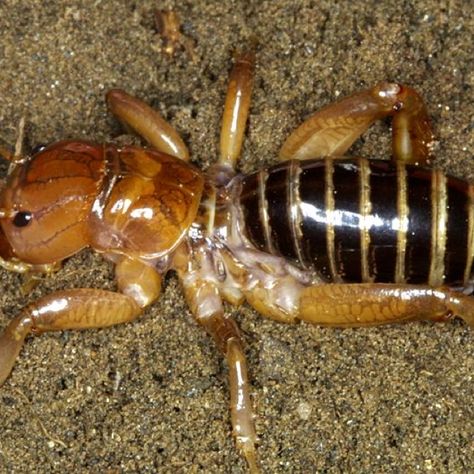 Potato bug! Freaks out more people than any bug I know. Draw Insects, Testimony Video, Potato Bugs, Reptilian Brain, Bug Images, Cool Bugs, Human Evolution, A Bug's Life, Animal References