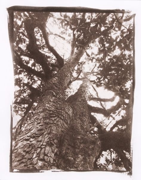 Tyler A. Deem, Magnolia East View, 2016. Van Dyke Brown Print. Brown Cyanotype, Vandyke Brown, Brown Prints, Strange Feeling, Sun Prints, Tree People, Alternative Photography, Technology Fashion, Artist Portfolio