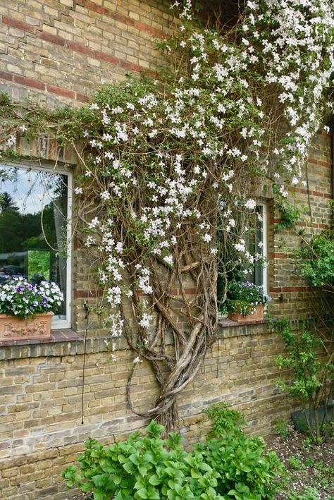 10 Best Clinging Vines That Climb on Anything | Balcony Garden Web Small House Garden, Companion Planting Vegetables, Growing Vines, Herb Containers, Front Yard Landscaping Diy, Container Vegetables, Herb Garden Design, Vertical Garden Diy, Houseplants Indoor