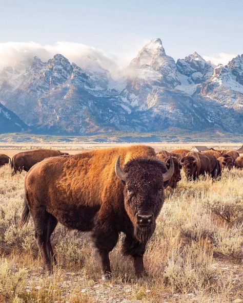 Bison Photography, Bureau Of Land Management, American Bison, Go Hiking, National Monuments, National Forest, Abandoned Places, Historical Sites, Wyoming