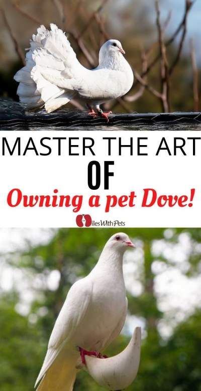 Dove Enclosure, Raising Doves, Pet Dove, Aviary Birds, Diamond Dove, Dove House, Pigeon House, Dove Pigeon, Dove Bird