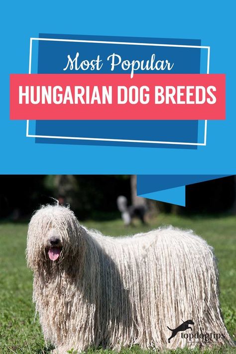 This is a list of the top 4 most popular Hungarian dog breeds. You will learn about the temperament, behavior and care for each breed. Irish Dog Breeds, Dog Hair Vacuum, Hungarian Dog, Dog Den, Dog Grooming Tools, Pet Hair Vacuum, Dog Grooming Clippers, Dog Grooming Scissors, Rare Dog Breeds