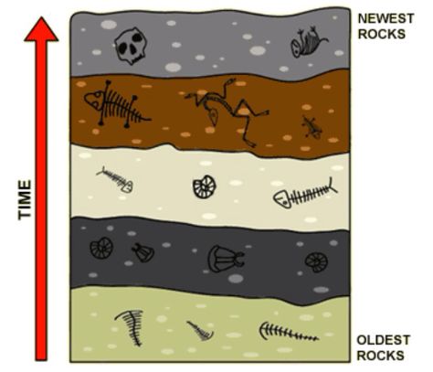 Fossils in layers. Fossil Layers, Rock Strata, Dinosaur Science, Science Tips, Rock Layers, History Of Earth, 8th Grade Science, Old Rock, Sedimentary Rocks