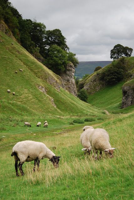 Derbyshire England, Sheep Art, Sheep Farm, Sheep And Lamb, British Countryside, The Good Shepherd, Peak District, Foto Art, The Shepherd