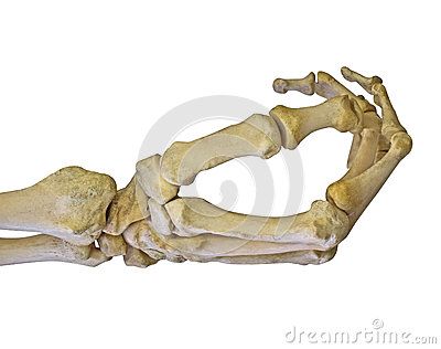 Human hand skeleton isolated on white Skeleton Hand Photography, Skeleton Hand Reference, Human Hand Skeleton, Skeleton Hand Poses, Skeleton System, Skeletal Hand, Hand Skeleton, Anatomy Images, Hand Poses