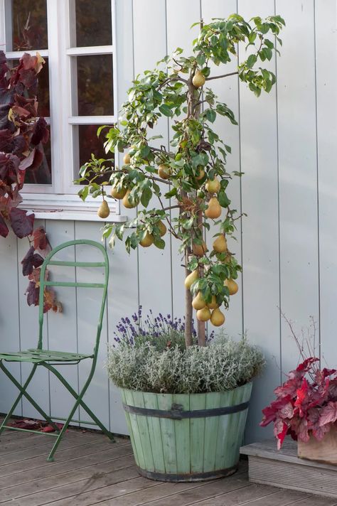 Low-Maintenance Fruit Trees to Grow in Your Yard - This Old House Small Fruit Trees, Fruit Trees Backyard, Fruit Tree Garden, Plum Trees, Growing Fruit Trees, Apricot Tree, Cherry Trees, This Old House, Fence Landscaping