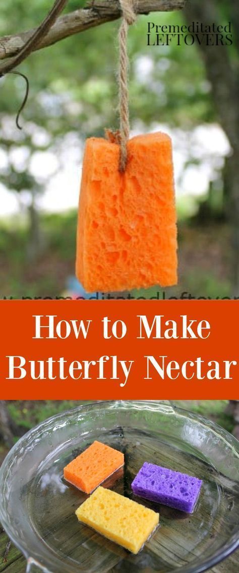 Diy Butterfly House How To Build, Butterfly Water Dish, Eco Yard, Diy Birdfeeders, Butterfly Nectar, Birdbath Ideas, Raising Butterflies, Butterfly Sanctuary, Butterfly Food