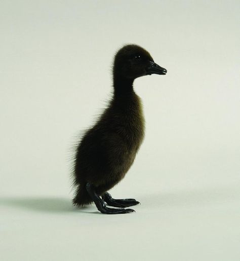 Black Runner ducklings! Also known as an Indian Runner duck, we hatch them every week, Monday and Tuesday. Come check them out! Indian Runner Ducks, Ranch Aesthetic, Duck Houses, Backyard Ducks, Houses Black, Runner Ducks, Duck And Ducklings, What The Duck, Wildlife Protection