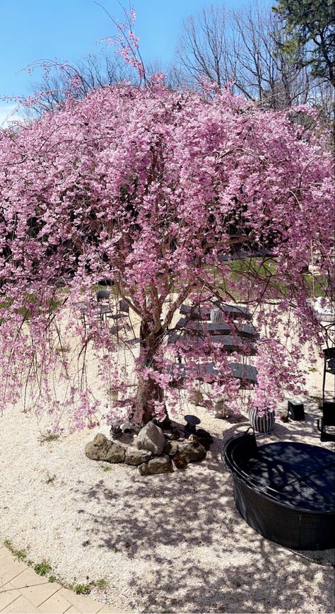 Cherry blossom tree in a bed of whote stones #tree #cherryblossoms #flowers #backyard #botanical Tree In House, Flowers Backyard, Blossom Tree, Cherry Blossom Tree, Blossom Trees, House Inspiration, Cherry Blossom, Blossom, Cherry