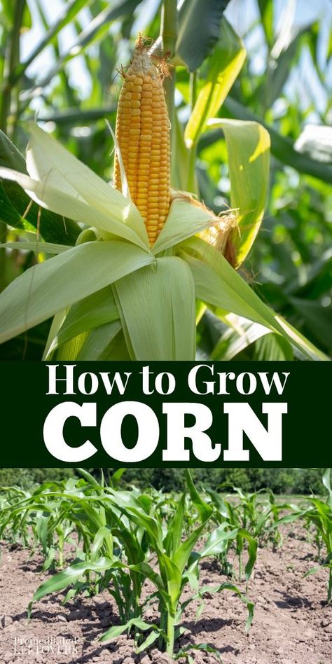 Gardening tips for how to grow Corn, including how to plant corn seeds, how to care for corn seedlings, and how to harvest corn. How To Plant Corn, Corn Growing, Growing Sweet Corn, Grow Corn, Corn Crop, Harvest Corn, Growing Corn, Corn Seed, Corn Plant