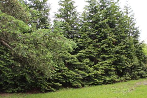 Need Privacy? Plant Thuja 'Green Giant' – Kevin Lee Jacobs Privacy From Neighbors, Green Giant Arborvitae, Giant Arborvitae, Thuja Green Giant, Fast Growing Shrubs, Kevin Lee, Privacy Plants, Green Giant, Winter Bird