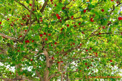 https://flic.kr/p/FHjzHR | PItanga Tree, El Salvador | SN/NC: Eugenia Uniflora, Myrtaceae Family Some common names Pitanga, Surinam cherry, Brazilian cherry, Cayenne cherry or Cerisier Carré is a plant in the family Myrtaceae, Surinam Cherry, Salvador Food, Brazilian Cherry, Cherry Recipes, Common Names, Exotic Fruit, Insect Repellent, Cayenne, Fruit Trees