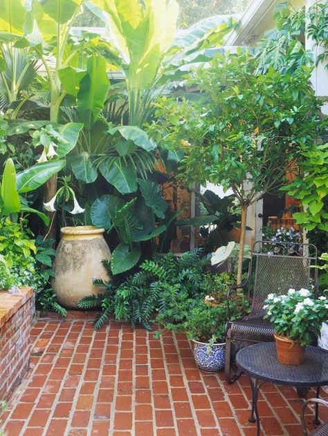 Small Courtyard Gardens, Jungle Gardens, نباتات منزلية, Chiangmai Thailand, Courtyard Gardens Design, Small Backyard Gardens, Have Inspiration, Brick Flooring, City Garden