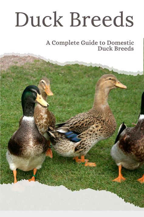 ​Choosing the right duck breed for your farm and family is important.  You want to make sure that you purchase the breed that is most suitable for your setup and provides you with the meat or eggs that you want. Learn about different Duck Breeds. Types Of Ducks, Duck Pens, Duck Species, Backyard Ducks, Duck Breeds, Raising Ducks, Muscovy Duck, Urban Chickens, Pet Ducks