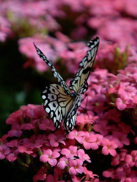 Raindrops And Roses, Meteor Garden 2018, Butterfly Pictures, Butterfly Kisses, Pink Garden, Kew Gardens, Butterfly Garden, Butterfly Flowers, Colorful Butterflies