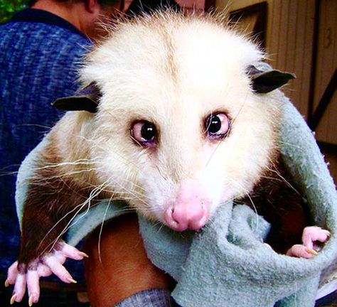 Cross eyed possum Baby Opossum, Baby Possum, Hedgehog Animal, Crazy Animals, Awesome Possum, Silly Animals, Wildlife Nature, Weird Animals, Funny Animal Pictures