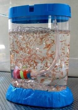 Picture Sea Monkeys Pets, Sea Monkies, Aqua Dragon, Bug Houses, Aquarium Pets, Pet Shrimp, Low Maintenance Pets, Sea Monkeys, Y2k Nostalgia