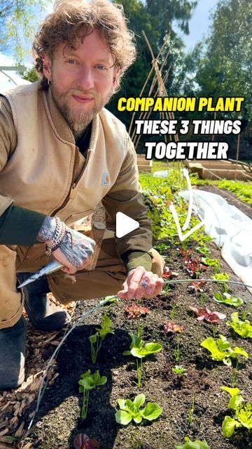 Trap Crops, Beneficial Nematodes, Marigolds In Garden, Companion Planting Guide, Companion Gardening, Garden Companion Planting, Planting Guide, Companion Plants, Spring Onions