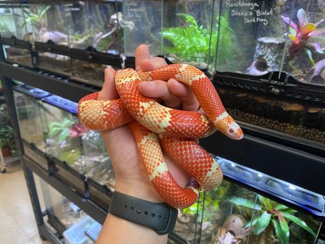 Milk Snake Morphs, Honduran Milk Snake, Snake Morphs, Small Rat, Reptile Shop, Snake Turtle, Milk Snake, Ball Python Morphs, Crested Gecko