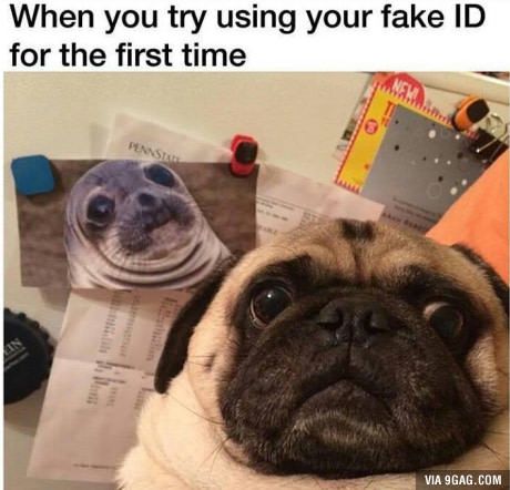 When you try using your fake ID for the first time Anjing Pug, Engagement Posts, Facebook Engagement, Funny Dog Memes, A Pug, Pug Puppies, Pugs Funny, Cute Pugs, Memes Humor