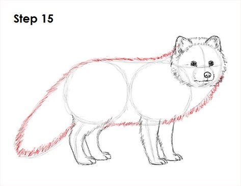 Arctic Fox Drawing 15 Arctic Fox Drawing, Mammal Drawing, Fox Drawing Sketches, Fox Anatomy, Pan Illustration, Arctic Fox Art, Watercolor Fox Tattoos, Fox Sketch, Animal Poses