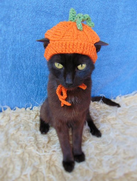 Pumpkin Hats, Hat For Cat, Cat Hats, Chat Halloween, Pumpkin Hat, Cat Halloween Costume, Pet Halloween Costumes, Outfit Halloween, Gift For Cat Lover